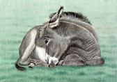 Donkey and Mule Art - Sleepy Donkey